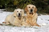 GOLDEN RETRIEVER 815